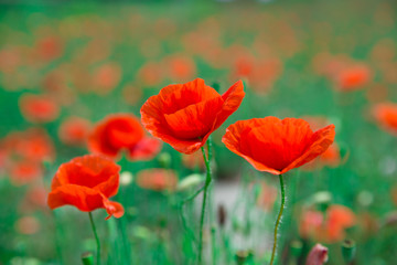 poppy flowers under blue sky and sunlight