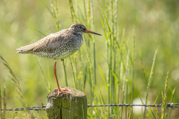 Redshank, Tringa totanus