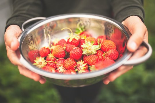 Female hands holding freshly picked strawberries