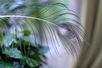 The end of a long thin peacock feather as a decorative element
