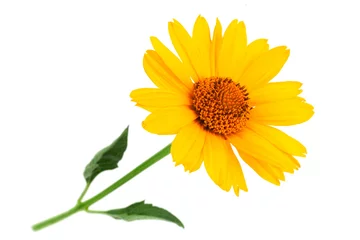 Foto op Plexiglas Yellow daisy flower closeup © Leonid Nyshko