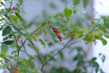 Decorative plant rivina with bunches of red berries and white flowers