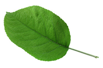Apple leaf closeup on white