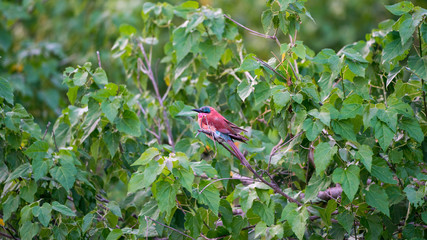 Gabelracke bzw. Gabelrake (Coracias caudatus), Südafrika, Afrika