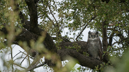Milchuhu, Verreaux's eagle-owl (Bubo lacteus), Südafrika, Afrika