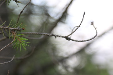 Pine needles