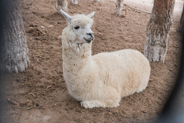 A small white lama relaxes lying on the ground