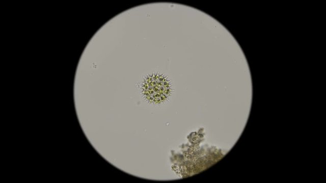 beautiful pattern of diatom algae under a microscope