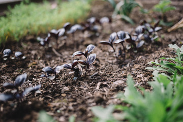 Young sprouts of Basil and arugula in the garden, growing spices. Organic leaf vegetable gardening.