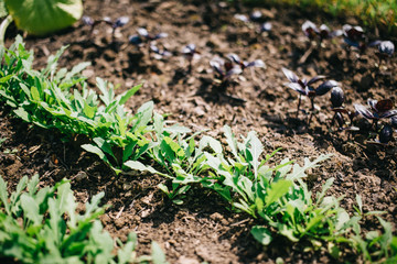 Young sprouts of Basil and arugula in the garden, growing spices. Organic leaf vegetable gardening.