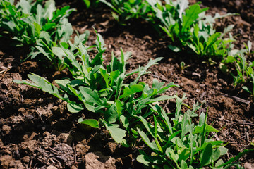 Young sprouts of Basil and arugula in the garden, growing spices. Organic leaf vegetable gardening.