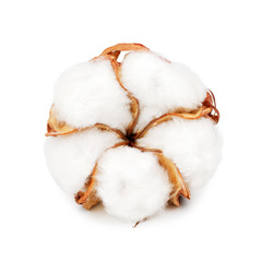 Cotton plant flower isolated on white background