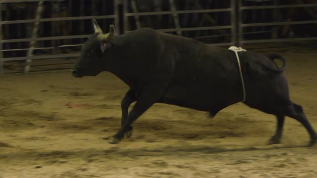 A full shot of bull walking in slow motion entering the cage