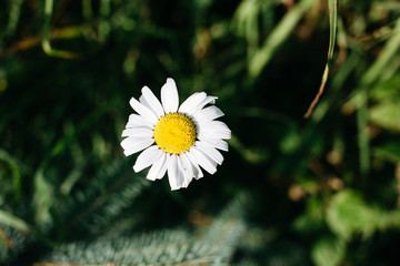 Chamomile flower in the center of composition, on blurred green background