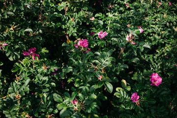 High growing bushes of fragrant pinkrose in the garden © Alexandra
