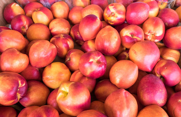 New harvest nectarines for sell at the city market