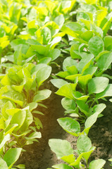 green aubergine seedlings in the greenhouse, ready for transplant in the field, farming, agriculture, vegetables, eco-friendly agricultural products, agroindustry, closeup