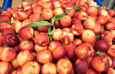 New harvest nectarines for sell at the city market