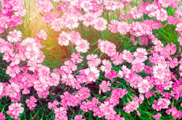beautiful spring flowers Rose Maiden Pinks growing in the garden on a sunny day, background for design, natural wallpaper