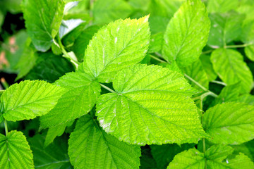 The leaves of the raspberry Bush