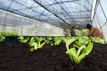 Selective focus of Vegetable sapling over the soil in the greenhouse