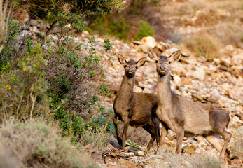 Rehe auf Sardinien 
