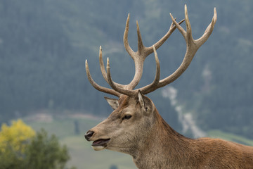 Naklejka na ściany i meble Deer, Red Deer