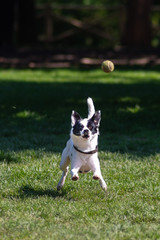 Cane bianco e nero nel parco che gioca a prendere la pallina da tennis gialla