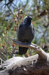 black bird branch tree pine 