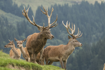 Deer, Red Deer