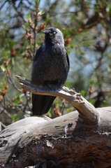 black bird branch tree pine 