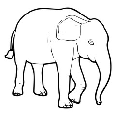 Elephant cartoon illustration isolated on white background for children color book