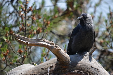 black bird branch tree pine 