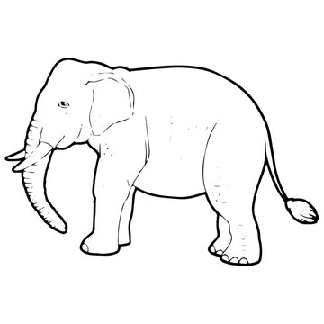 Elephant cartoon illustration isolated on white background for children color book