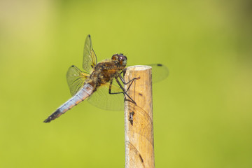 Dragonfly