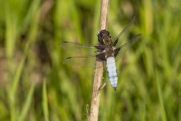 Dragonfly