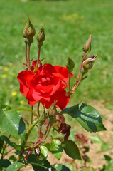 red rose flower green plant leaf burgeon