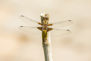 Dragonfly