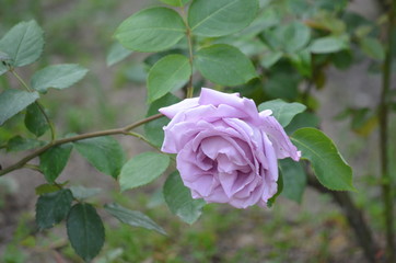 red rose flower green plant leaf burgeon