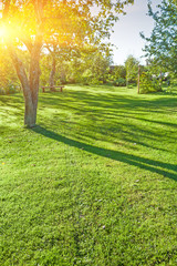 in sunny summer green park