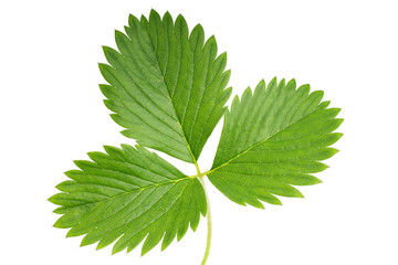 Strawberry leaf isolated on white background