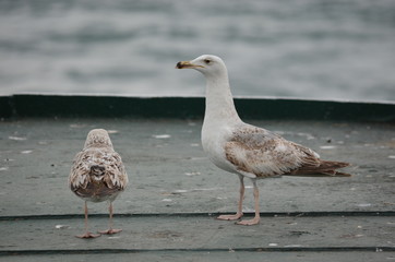 seagull birds sea morning ocean