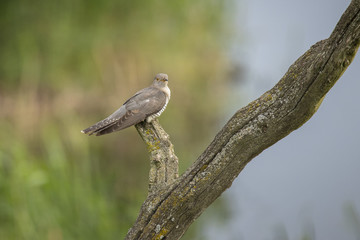 Cuckoo, Cuculus canorus