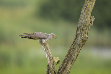 Cuckoo, Cuculus canorus