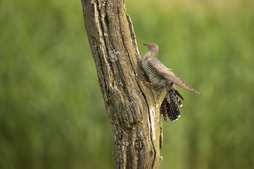 Cuckoo, Cuculus canorus