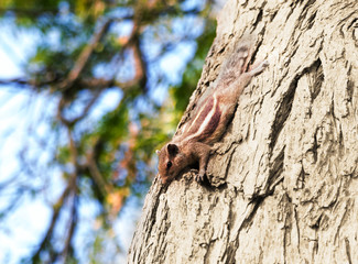 Chipmunk on a tree, in its natural environment. Summer background, closeup