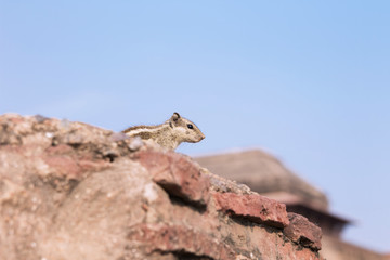 Chipmunk in its natural environment against the blue sky background. Closeup