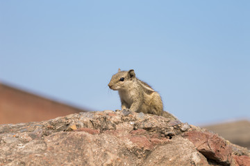 Chipmunk in its natural environment against the blue sky background. Closeup