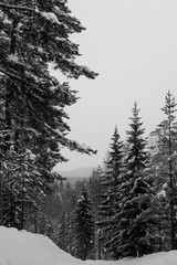 Winter in Schweden. Der dunkle Wald von Hälsingland