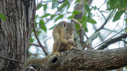 Smith-Buschhörnchen (Paraxerus cepapi), Südafrika, Afrika